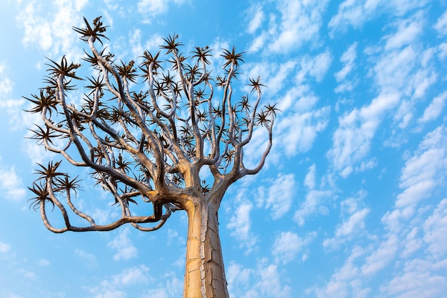 La parte superior del árbol carcaj o aloe dicotómico sobre el fondo del cielo. Kitmanshoop, Namibia.