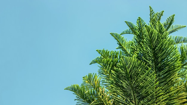 Parte superior del árbol de pino en el cielo despejado en día de verano con tamaño de banner