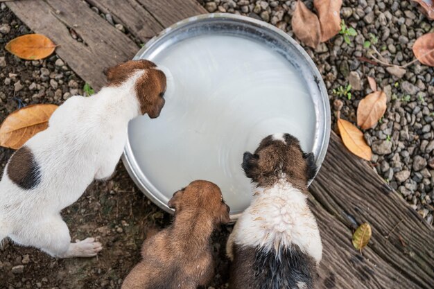 Parte superior de cachorros domésticos comiendo leche en bandeja