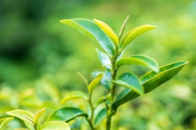 Parte superior da folha de chá verde na plantação de chá da manhã