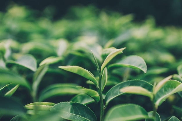 Parte superior de la hoja de té verde en la plantación de té de la mañana