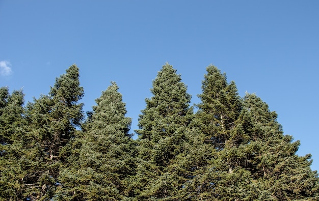 Foto parte superior de las hojas de los árboles con ramas con vista al cielo
