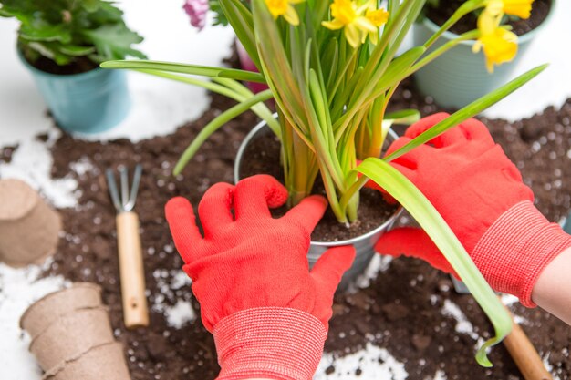 Parte superior de las manos de la persona en guantes rojos trasplantar crisantemo