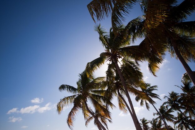 Parte superior de la palma Stock Island, Florida.