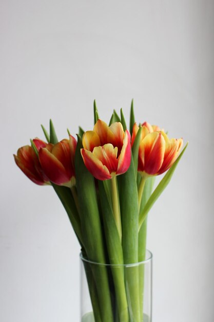 Parte superior de un ramo de tulipanes rojos con bordes amarillos en un jarrón de cristal aislado sobre fondo blanco.