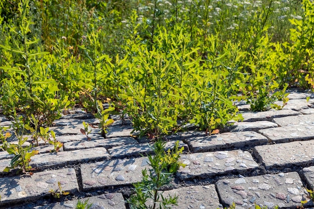 Parte del terraplén está hecho de piedras y tejas