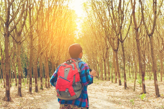 Parte traseira da mochila viajante olhando a luz do sol na vista da floresta