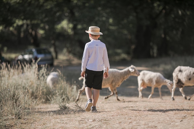 Parte traseira de um pequeno adolescente caucasiano de chapéu andando ao ar livre no campo e cuidando de ovelhas
