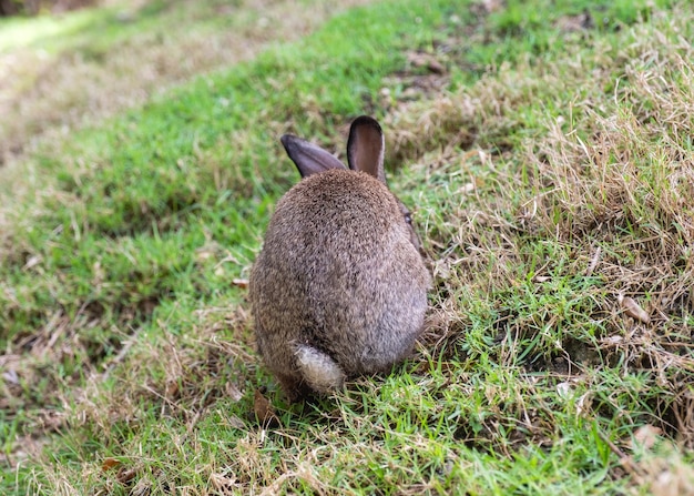 Parte trasera de conejo marrón de pie sobre el césped