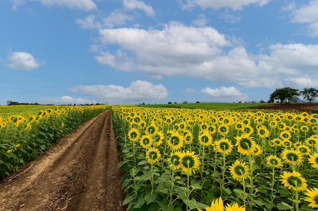 Parte trasera del girasol en el campo de girasoles en verano con cielo azul en la provincia de Lop Buri TAILANDIA