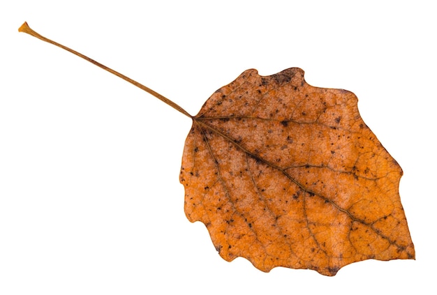 Parte trasera de la hoja marrón caída del árbol de álamo temblón