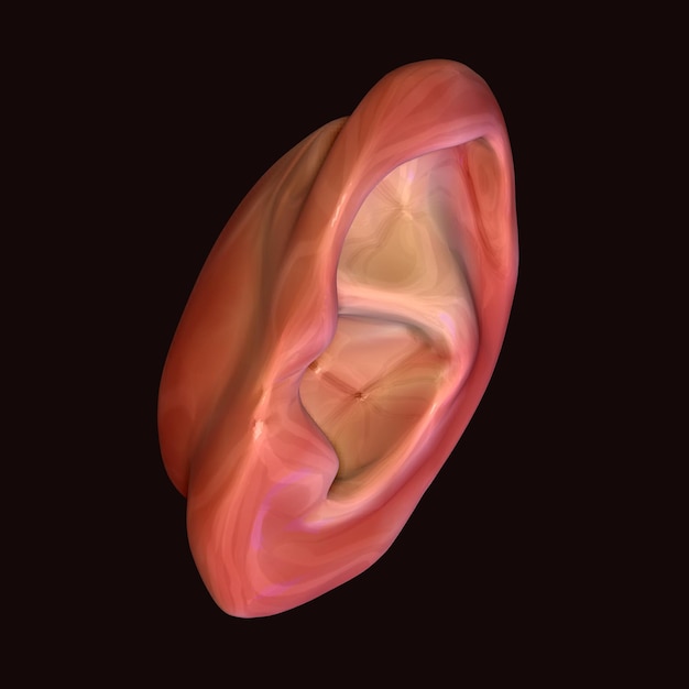partes internas del músculo humano anatomía renderizado en 3D