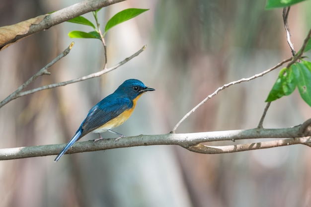 Las partes superiores de pájaro (Tickell&#39;s Blue Flycatcher, Cyornis tickelliae) son garganta azul brillante