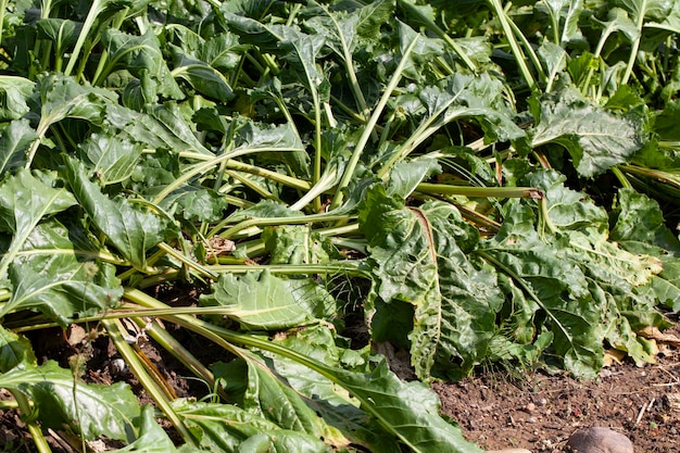 Partes superiores verdes de beterraba açucareira cultivadas no campo