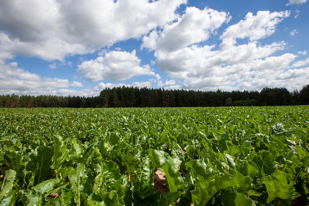 Partes superiores verdes de beterraba açucareira cultivadas no campo