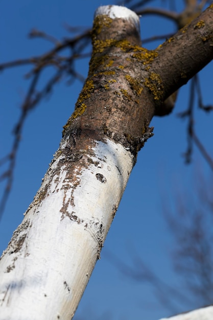 Partes de tronco de árbol con corteza para protección.