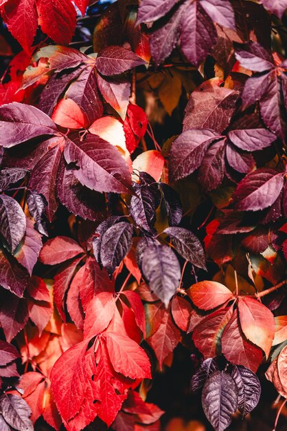 Foto parthenocissus es un género de plantas trepadoras de zarcillos de la familia de las uvas vitaceae