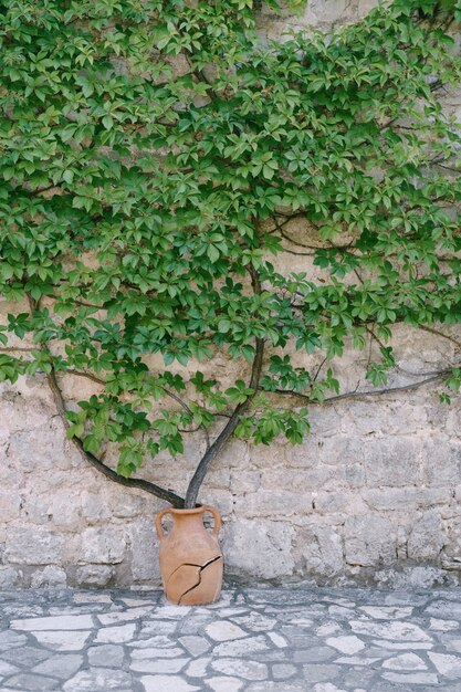 Parthenocissus quinquefolia cresce de uma panela de barro em um prédio de pedra em montenegro quebrou uma ânfora antiga