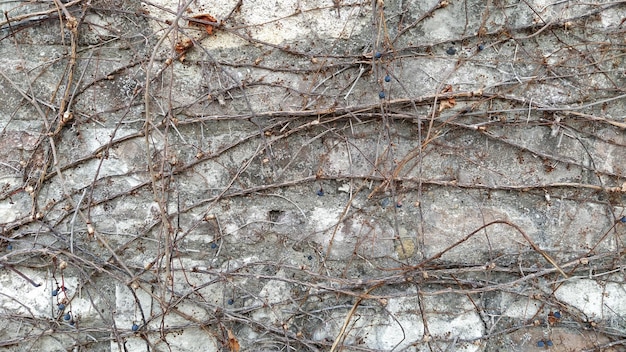Parthenocissus quinquefolia Mädchentraube Eine kriechende Pflanze, die im Winter die Blätter abwirft Dunkelblaue Früchte oder Beeren Möglichkeit der vertikalen Landschaftsgestaltung im Garten Liane an einer Steinmauer