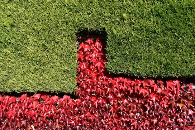 Foto parthenocissus tricuspidata con color otoñal y ciprés de leyland (cupressus ãƒâƒã‚â— leylandii) en una casa de campo