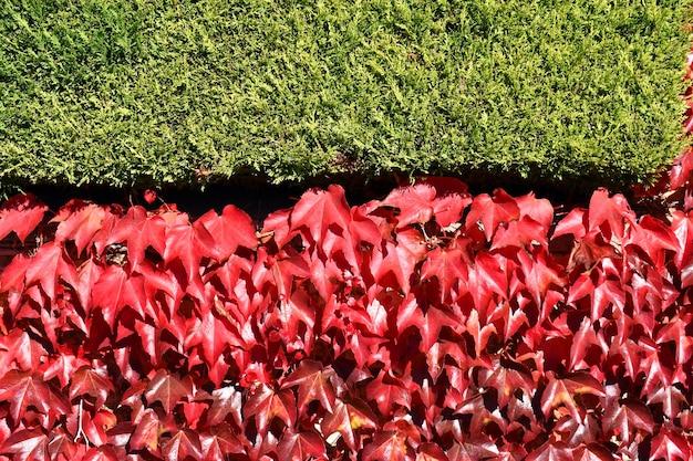 Parthenocissus tricuspidata com cor de outono e cipreste Leyland (Cupressus ÃƒÂƒÃ‚Â— leylandii) em uma casa de campo