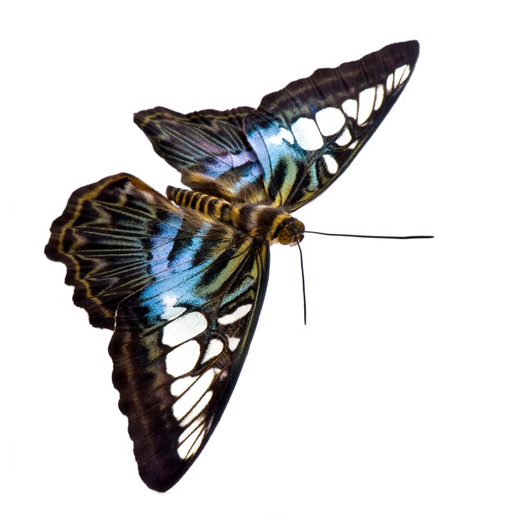 Foto parthenos sylvia schmetterling in auf einem weißen isoliert