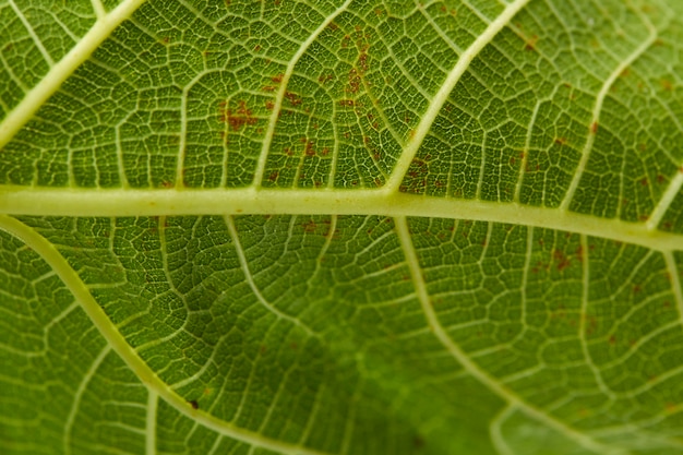 particular de una hoja de parra