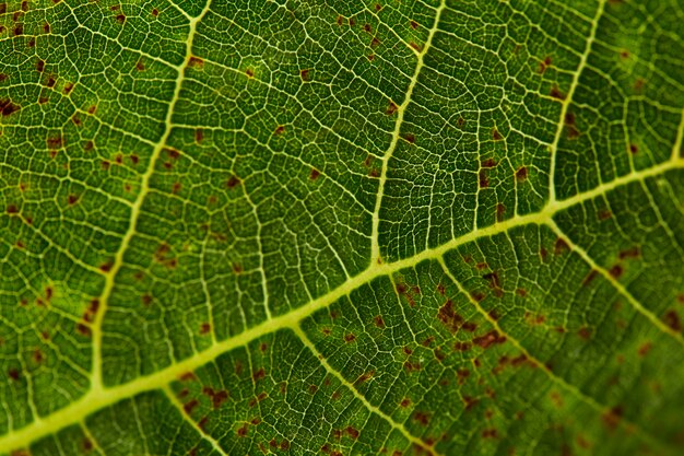 particular de una hoja de parra