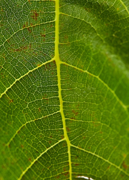 particular de una hoja de parra