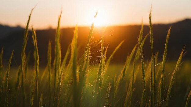 Foto partículas de polvo verdes con luz de fondo real con destello real de la lente