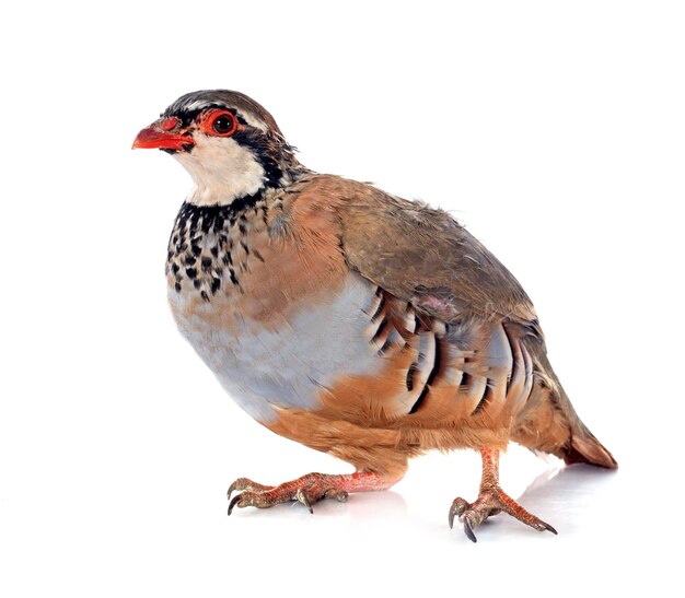 Partridge francés Alectoris rufa