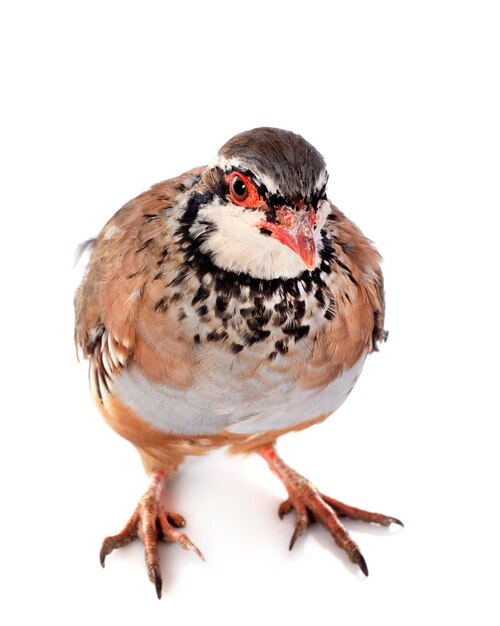 Partridge francês Alectoris rufa