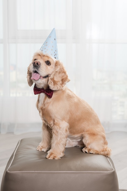 Partymode Haustier Cocker Spaniel mit Mütze und roter Fliege mit Punkten, sitzen auf Hocker im hellen Raum, posieren mit stolzer Schnauze und Zunge heraus, Geburtstagshund birthday