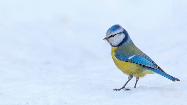 Parus caeruleus pájaro en la nieve.