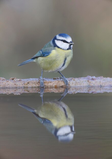 Foto parus caeruleus, pájaro único en el agua de warwickshire