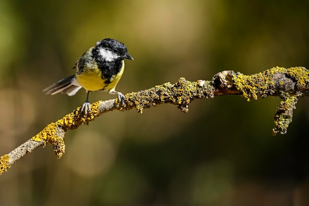 Parus major ou chapim comum é uma espécie de ave passeriforme da família do chapim