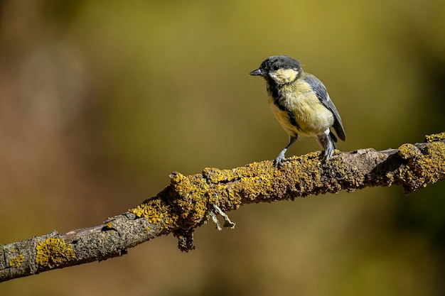 Parus major ou chapim comum é uma espécie de ave passeriforme da família do chapim