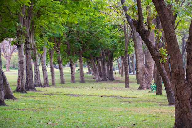 Pasarela con árbol en salvaje