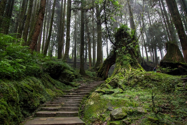 La pasarela en el bosque tiene un bello entorno en Taiwán.