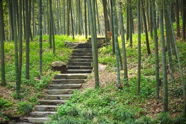Pasarela con escaleras en bosque de bambú verde