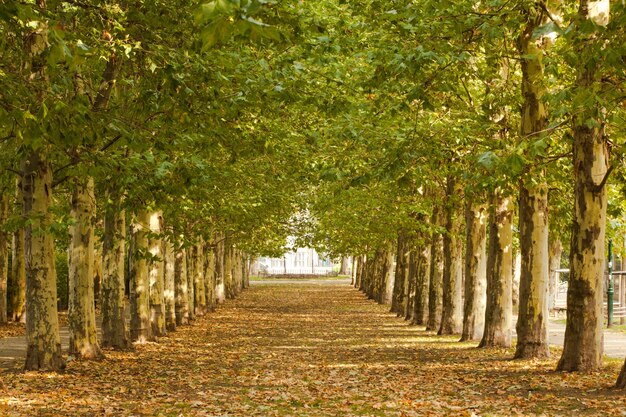 Pasarela a lo largo de árboles alineados en el parque