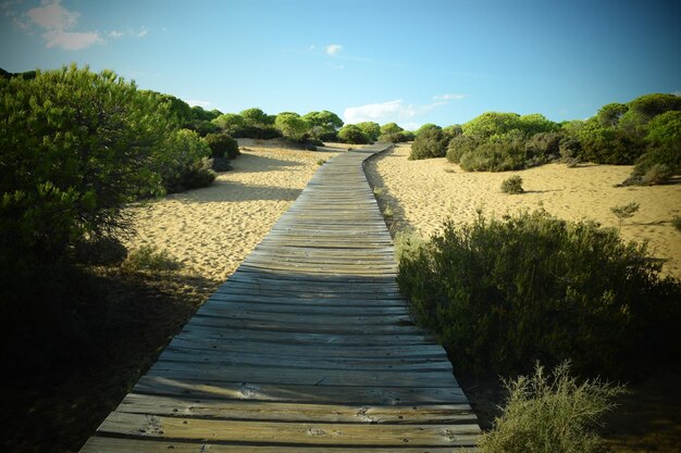 Foto pasarela de madera al mar entre pinares