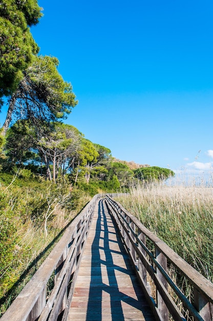 Pasarela de madera cerca del estanque