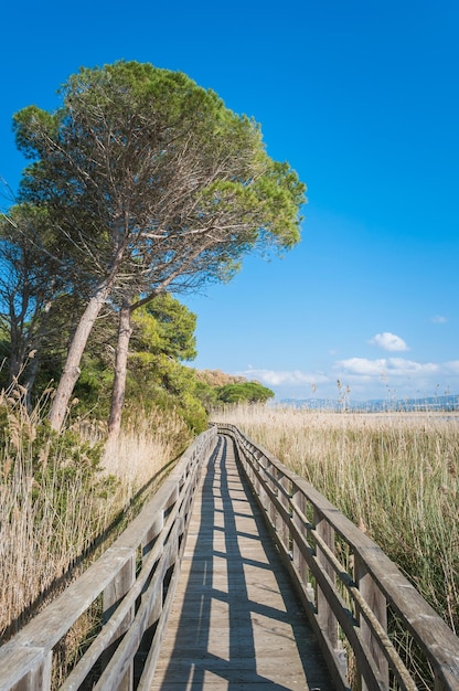 Pasarela de madera cerca del estanque