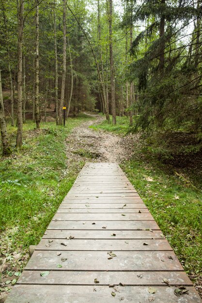 Pasarela de madera a lo largo del bosque