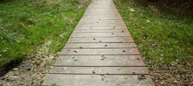 Pasarela de madera a lo largo de pastizales