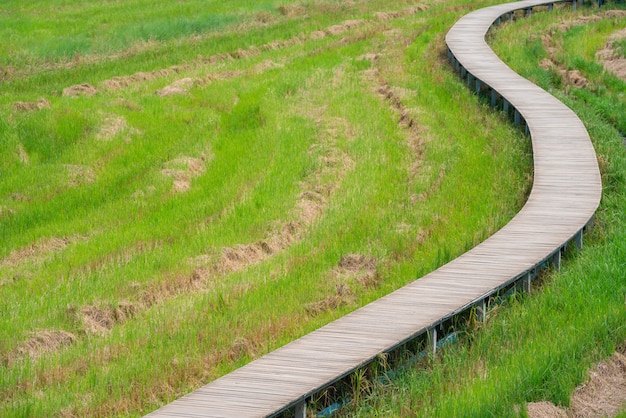 Pasarela de madera en la plantación de arroz verde. Puente de madera sobre los arrozales.