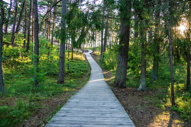 Pasarela de madera a través del bosque hasta la playa