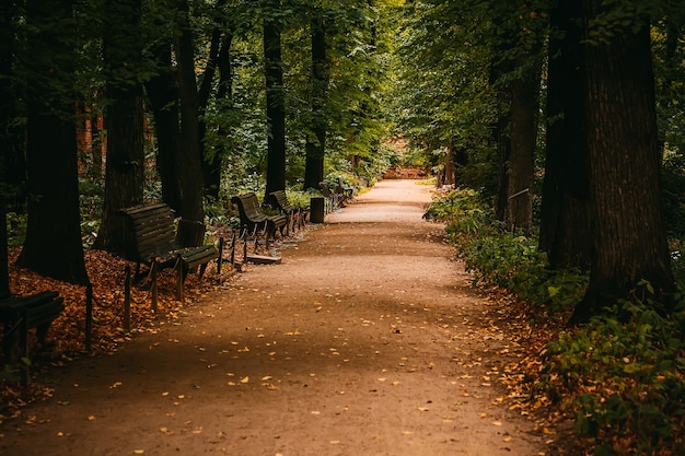 Pasarela en el parque de otoño con bancos de fondo de otoño de enfoque selectivo suave