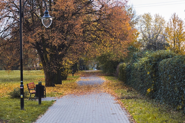 Pasarela hacia el parque en otoño, cubierta de hojas, noviembre